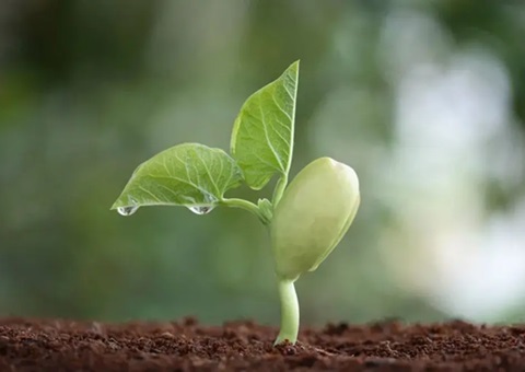 四川省政府批复赞成各市（州）征地地上附着物和青苗赔偿标准