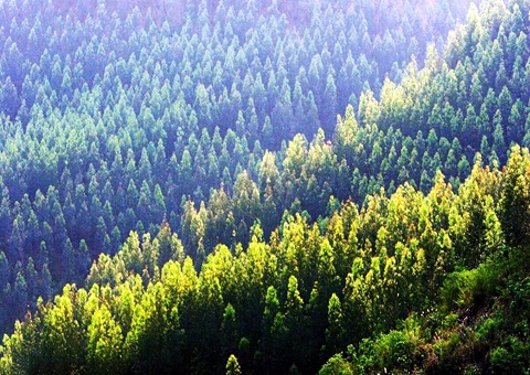 效率提升2倍！！！广西立异手艺赋能让34.2万亩林地确权提速降本