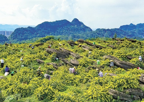 重庆秀山：：一朵山银花，绽放19亿元综合产值