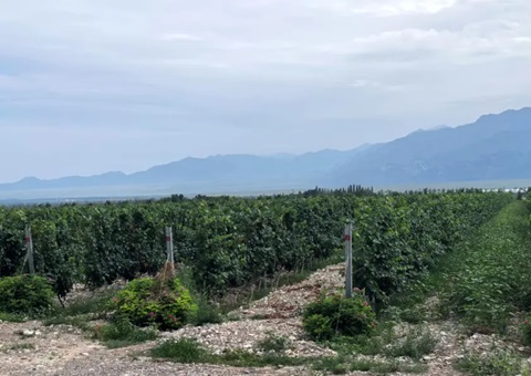 宁夏：开展生态资源本底视察 探索全链条协同治理路径